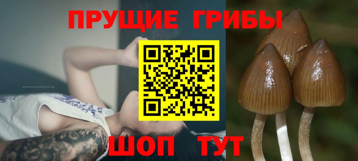 Псилоцибиновые грибы Magic Shrooms Малгобек
